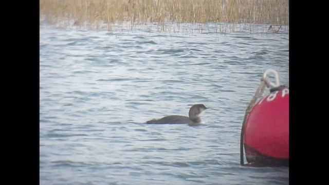 Plongeon huard - ML614644868