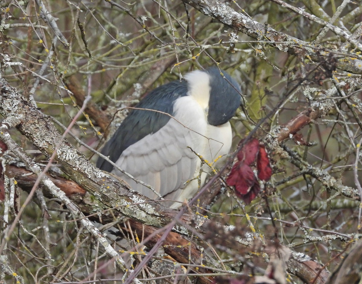 Black-crowned Night Heron - ML614644883