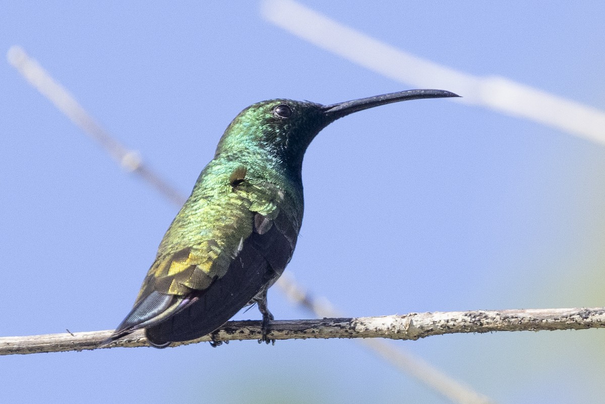 kolibřík zelenohrdlý - ML614644890