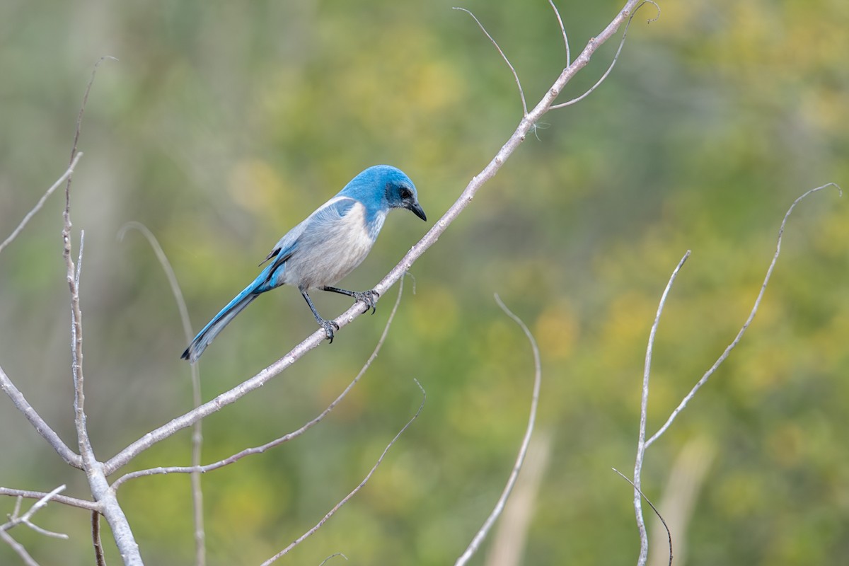 Florida Scrub-Jay - Gary Stone