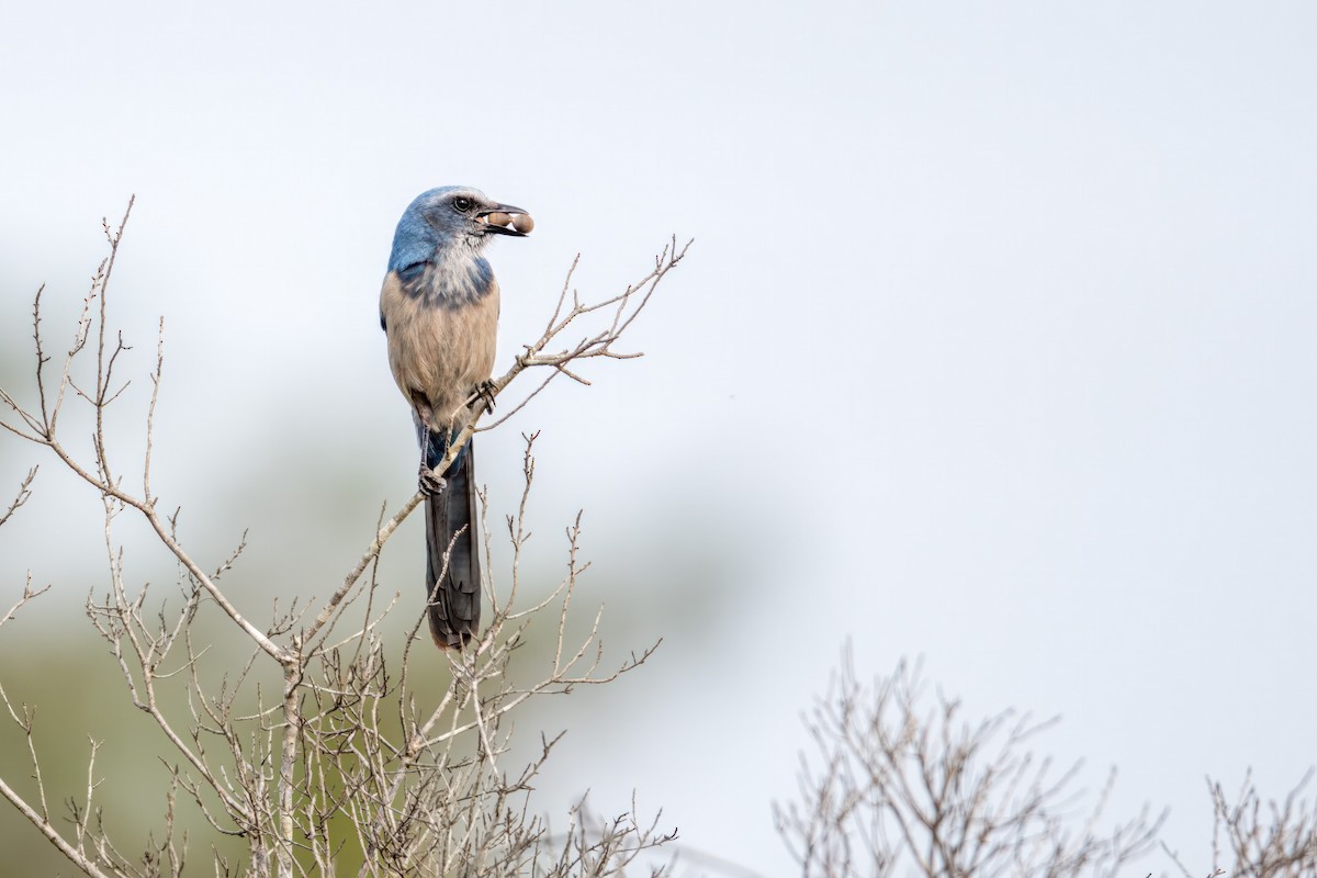 Florida Scrub-Jay - ML614644931