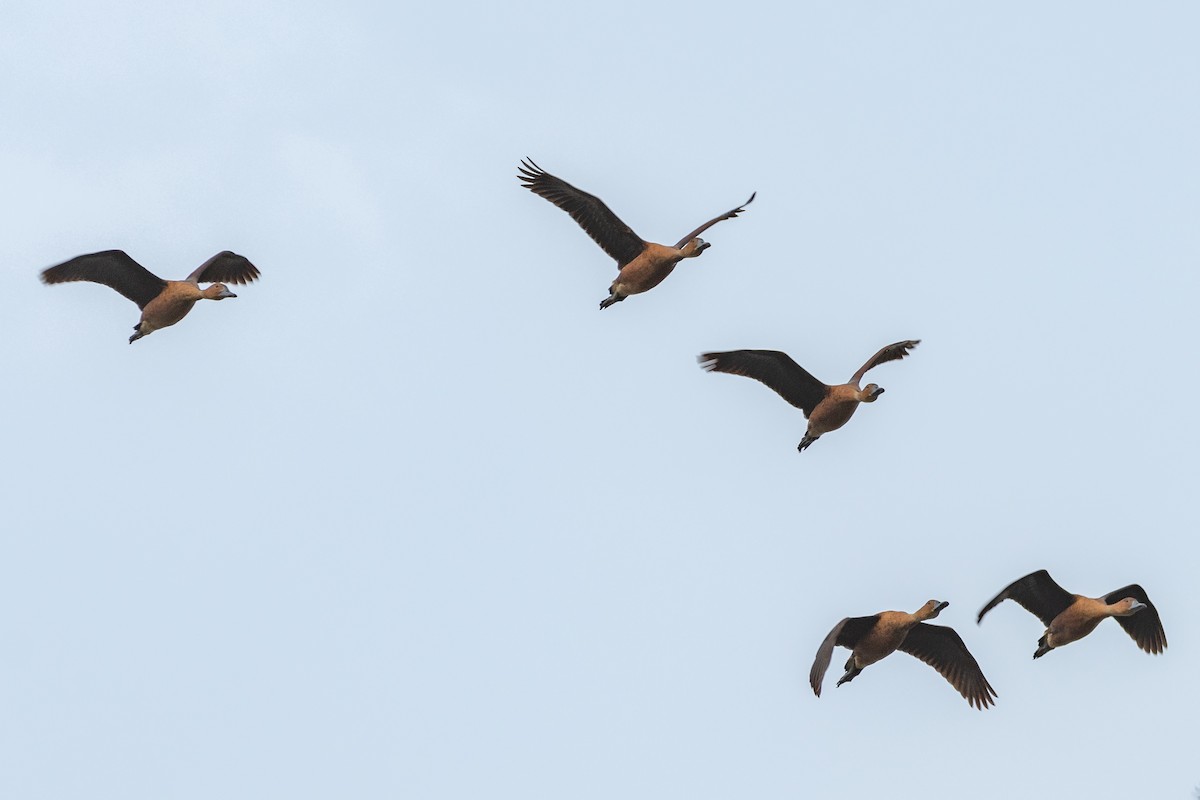 Fulvous Whistling-Duck - ML614644948