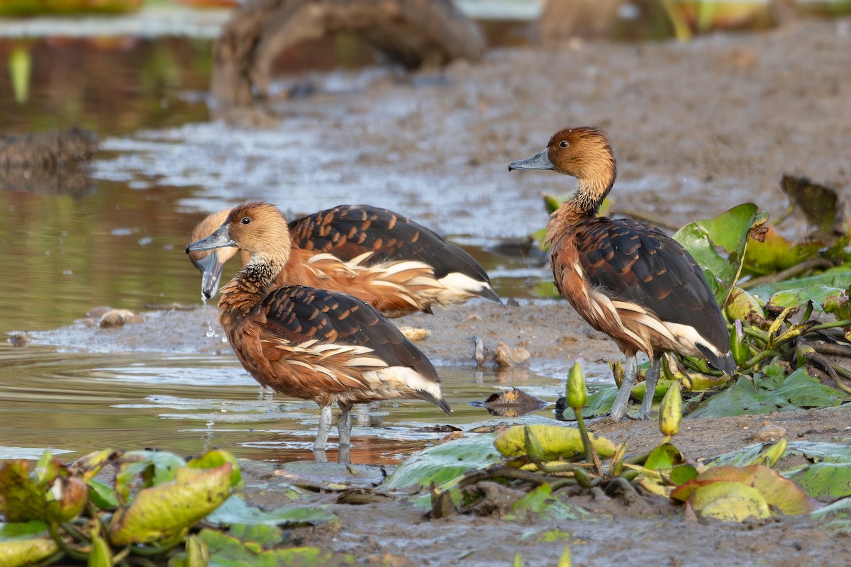 Fulvous Whistling-Duck - ML614644949