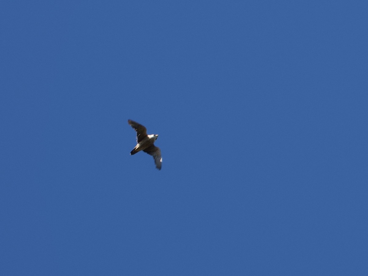 sokol taitský - ML614644955
