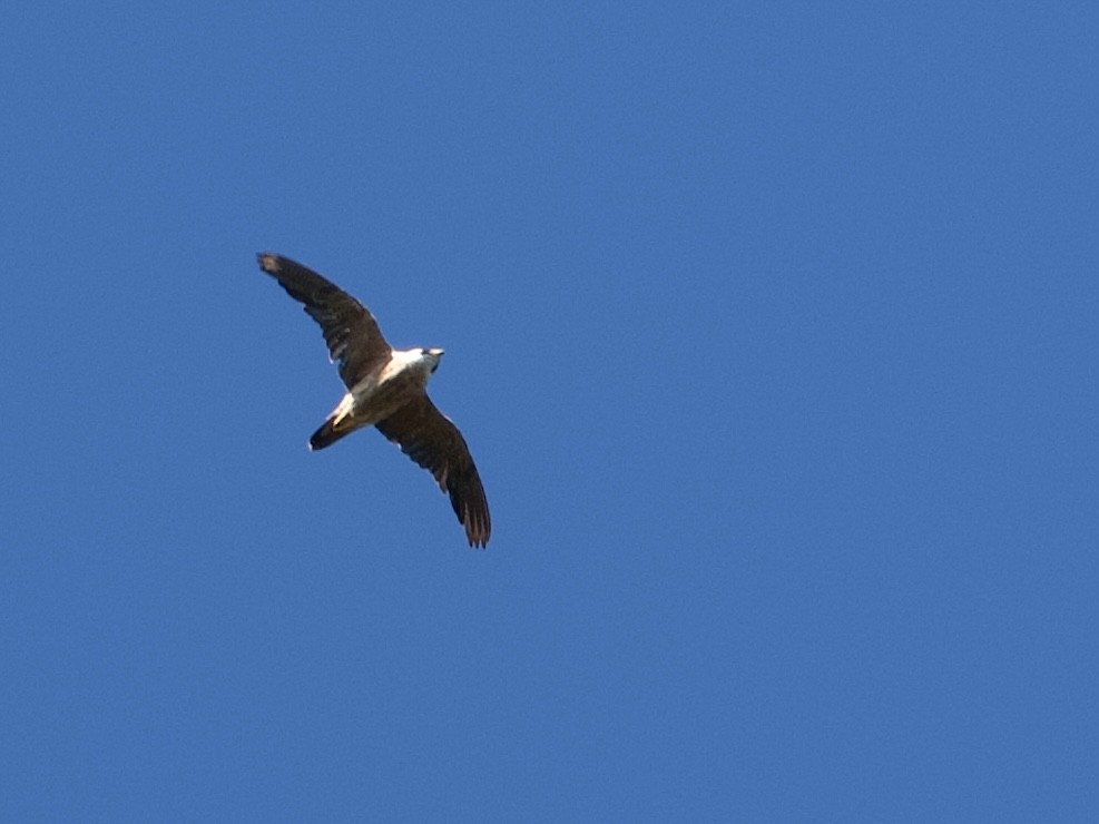 sokol taitský - ML614644957