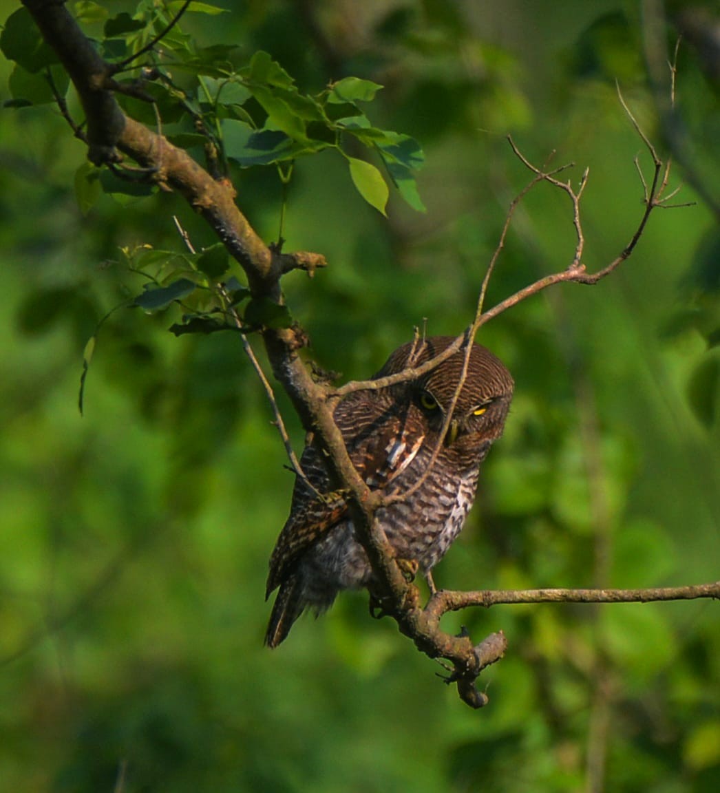Jungle Owlet - Abhishek Sharma