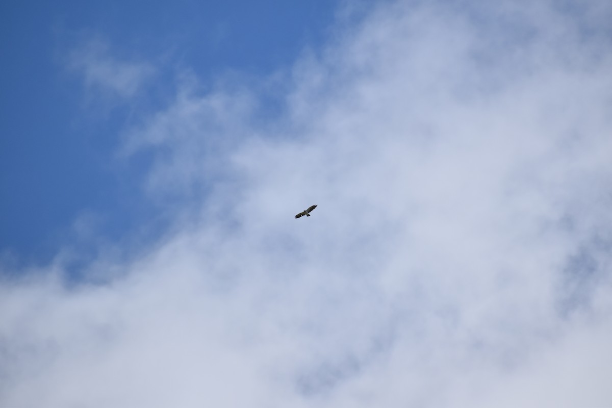 Short-tailed Hawk - ML614645030