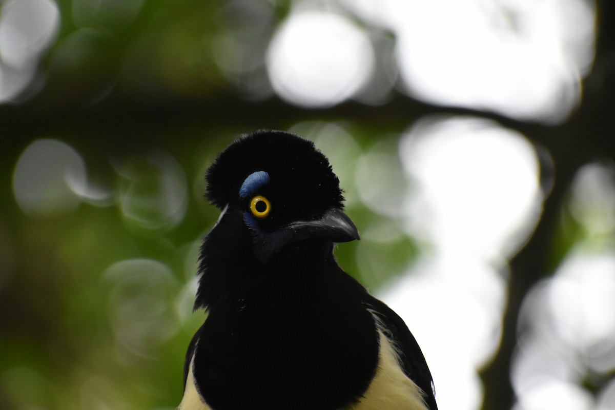 Plush-crested Jay - ML614645040