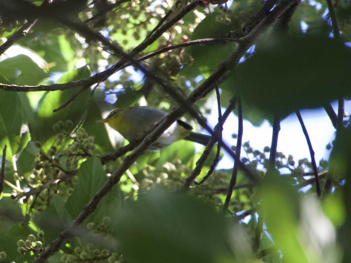 Yellow-throated Woodland-Warbler - GARY DOUGLAS