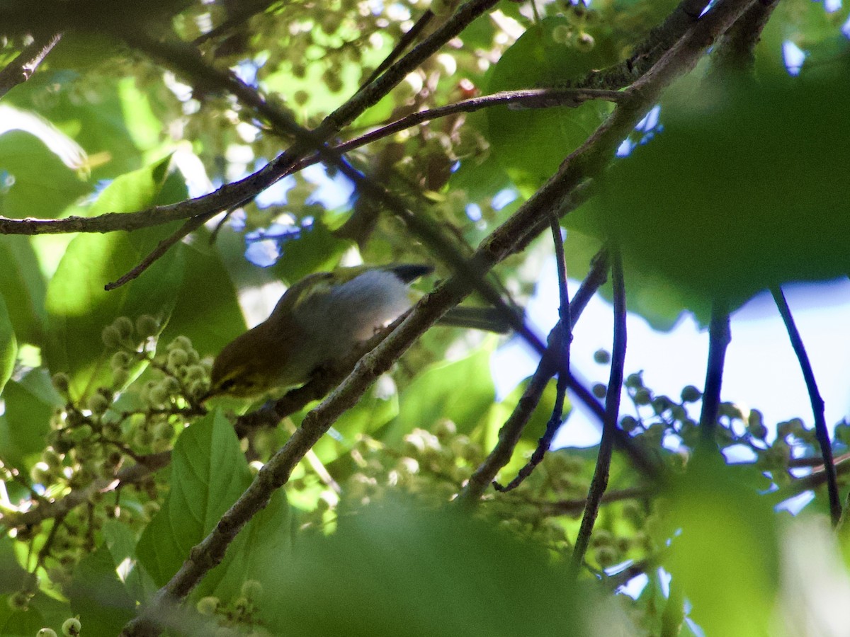 Yellow-throated Woodland-Warbler - GARY DOUGLAS