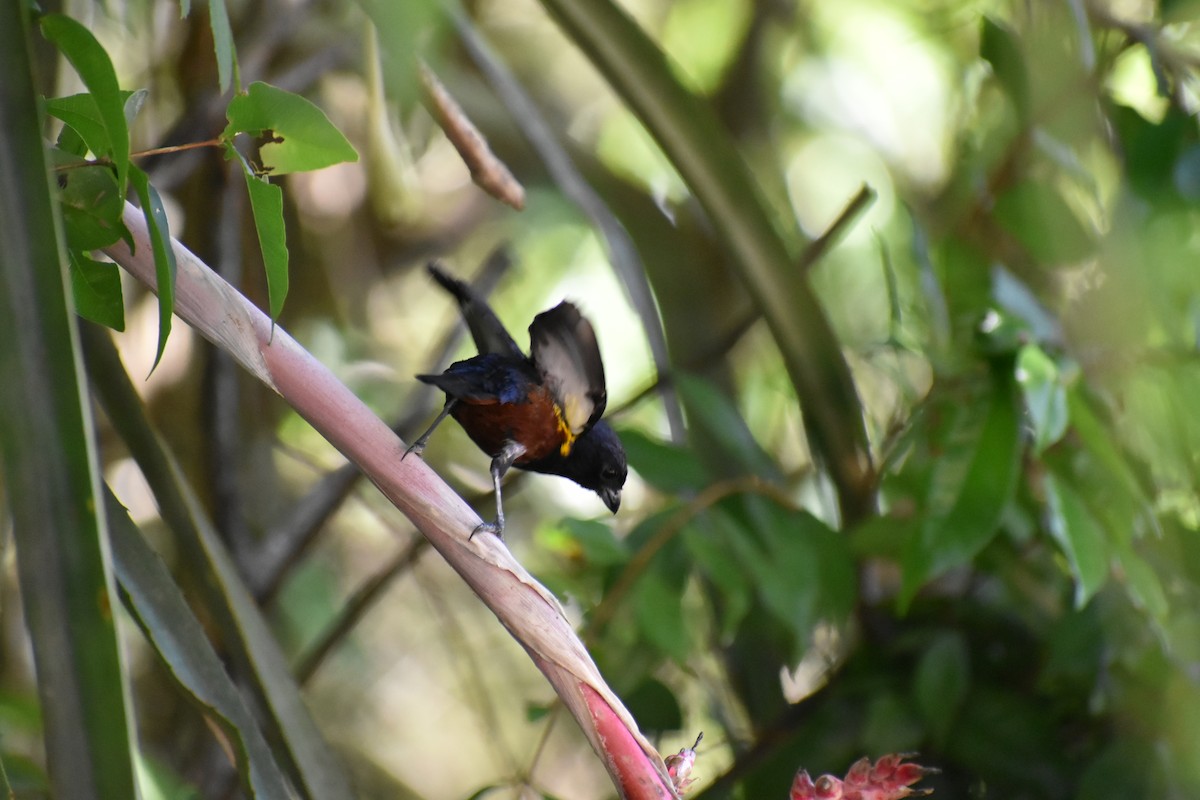 Chestnut-bellied Euphonia - Macarena Delsoglio