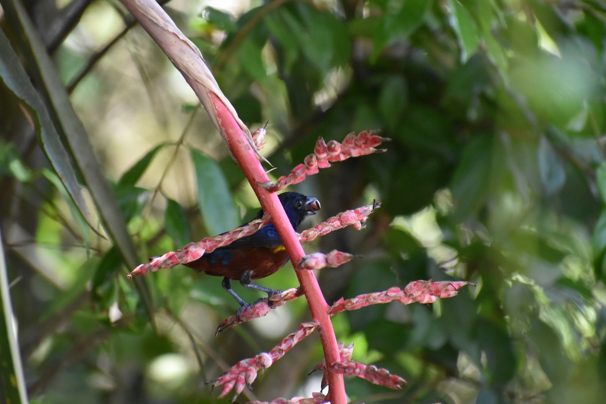 Chestnut-bellied Euphonia - Macarena Delsoglio