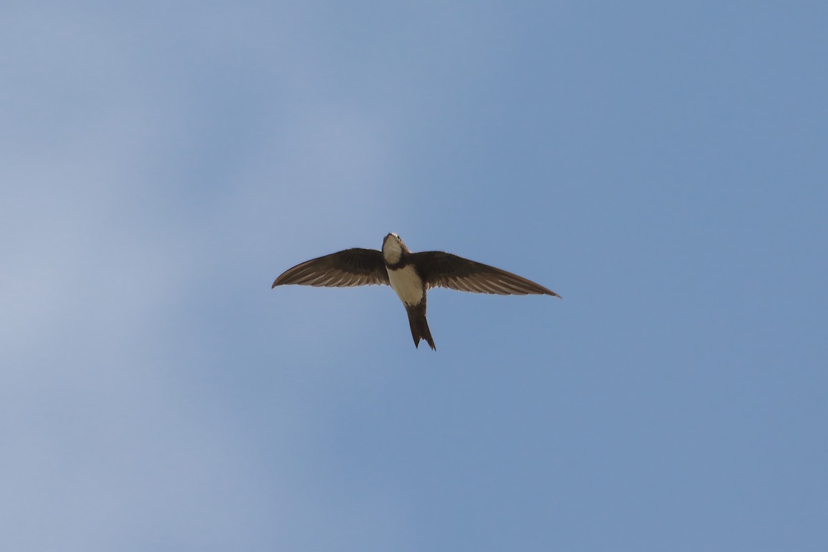 Alpine Swift - Salman Baloch