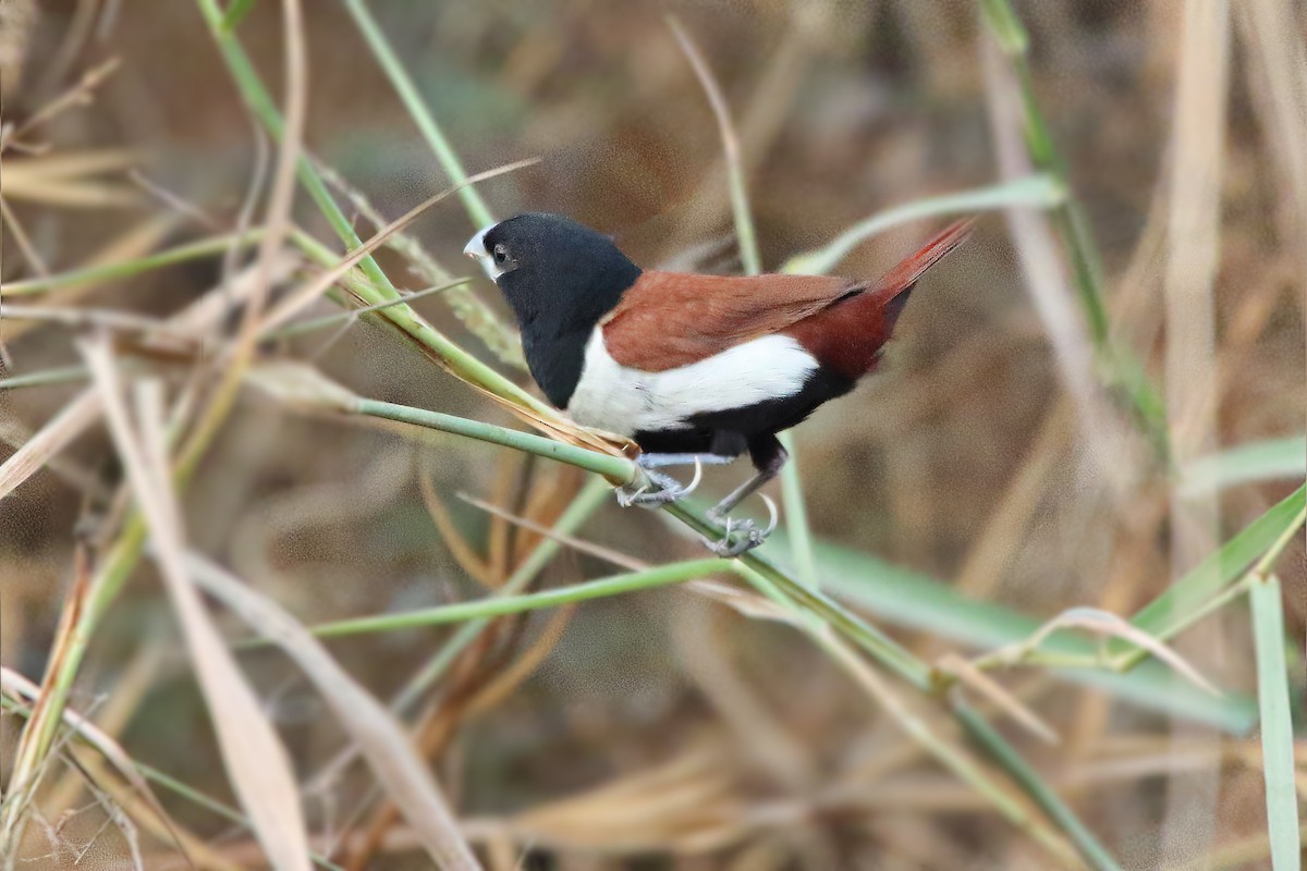 Tricolored Munia - ML614645182