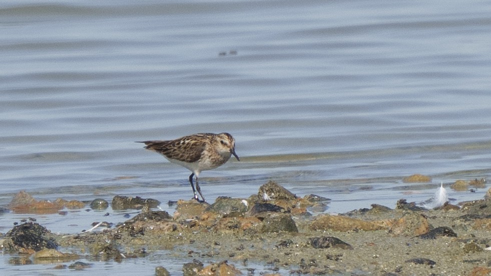 Little Stint - ML614645186