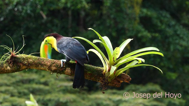 Keel-billed Toucan - ML614645204