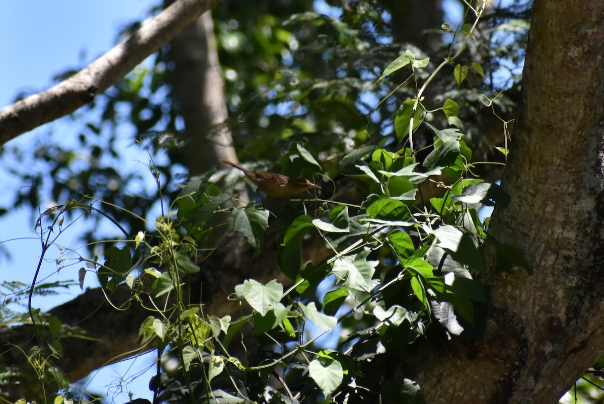 Thrush-like Wren - Macarena Delsoglio