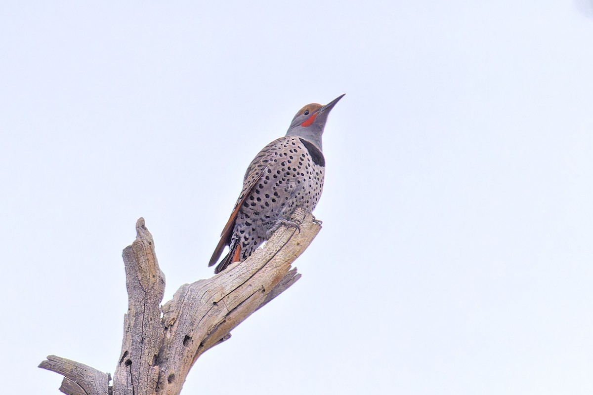 Northern Flicker (Red-shafted) - Bob Walker