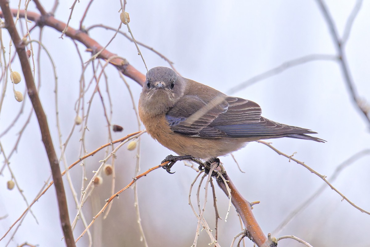 Western Bluebird - Bob Walker