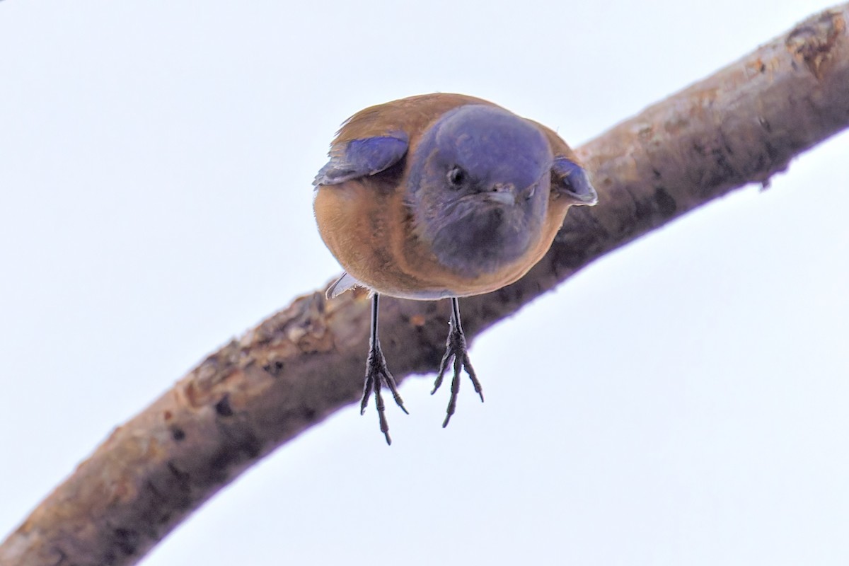 Western Bluebird - ML614645241