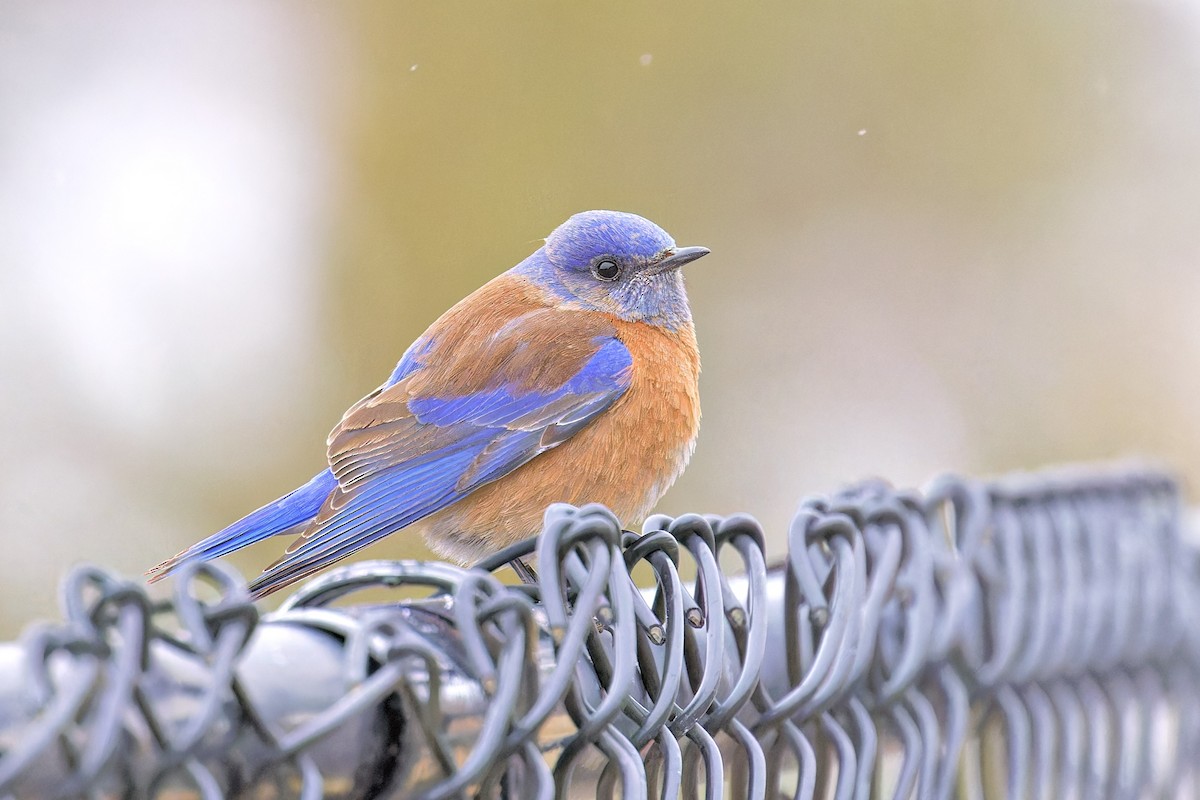 Western Bluebird - Bob Walker