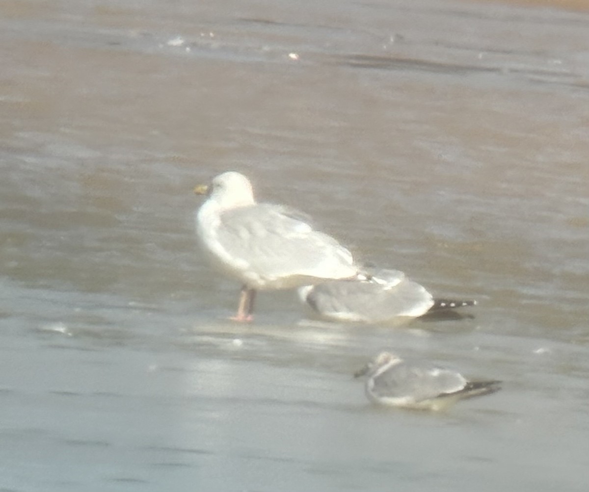 white-winged gull sp. - ML614645251