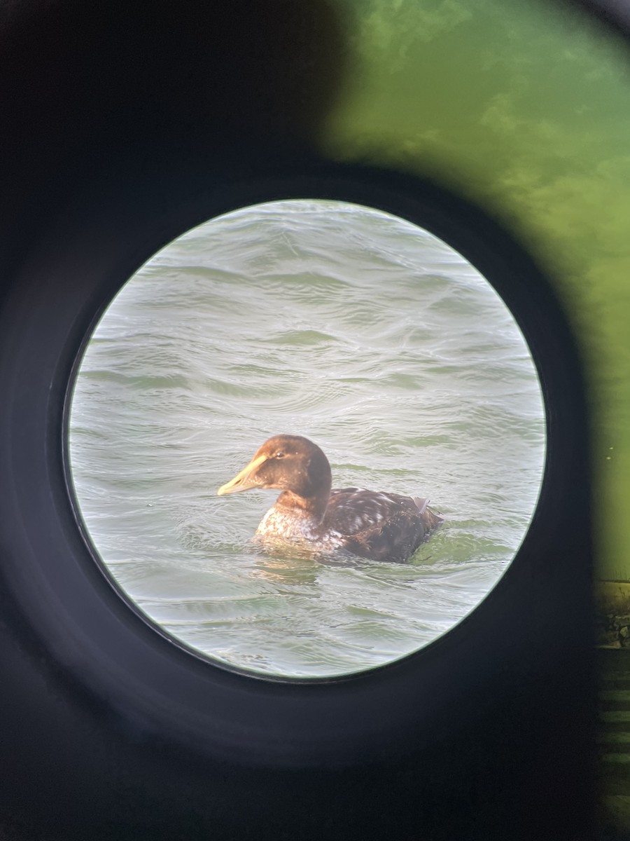 Common Eider - ML614645275