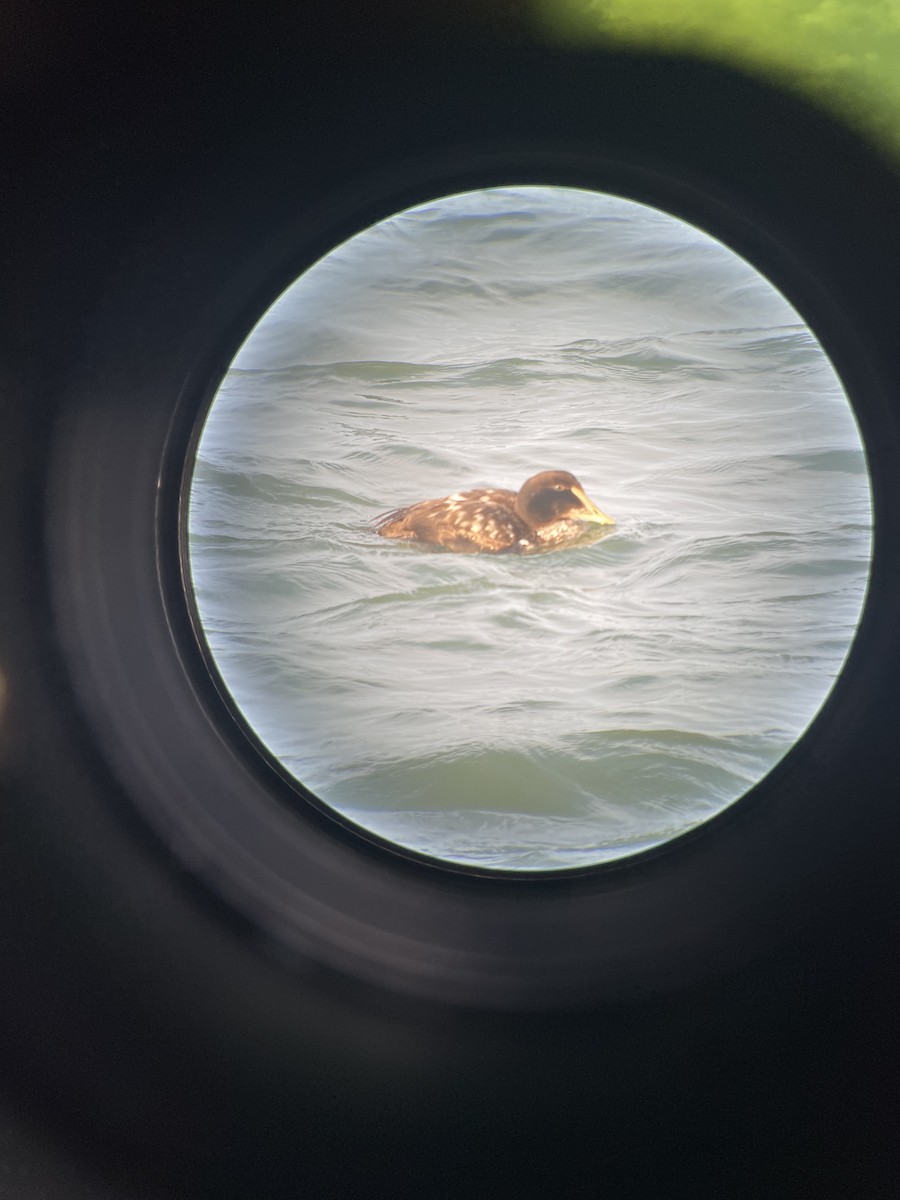 Common Eider - Dylan Beyer