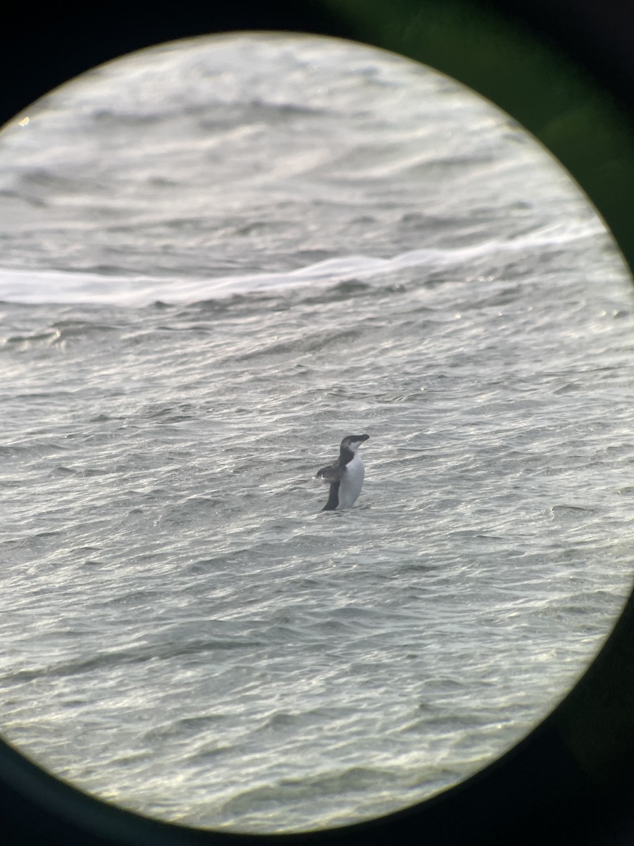 Razorbill - ML614645296