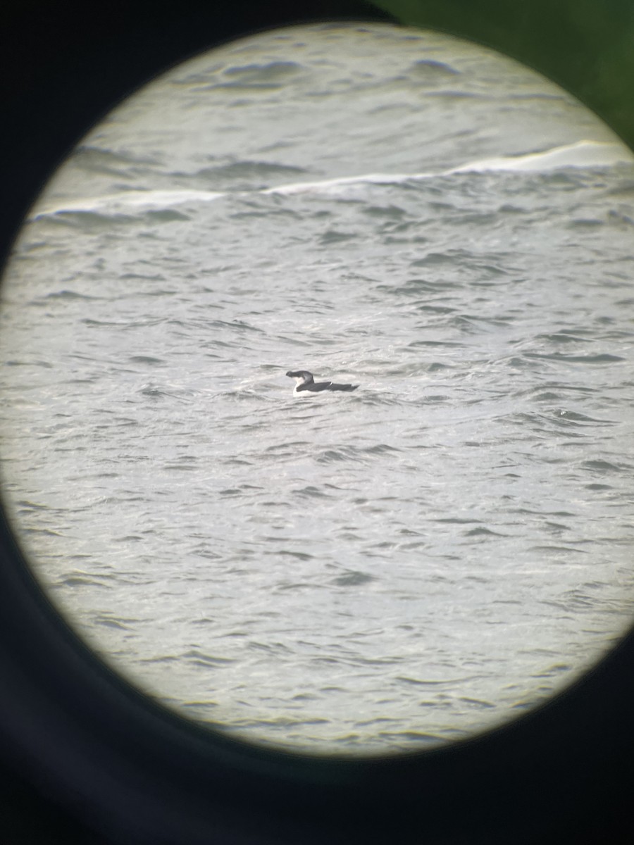 Razorbill - ML614645297