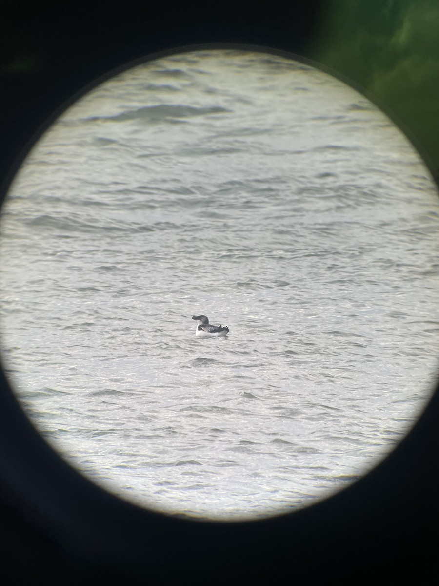 Razorbill - ML614645298