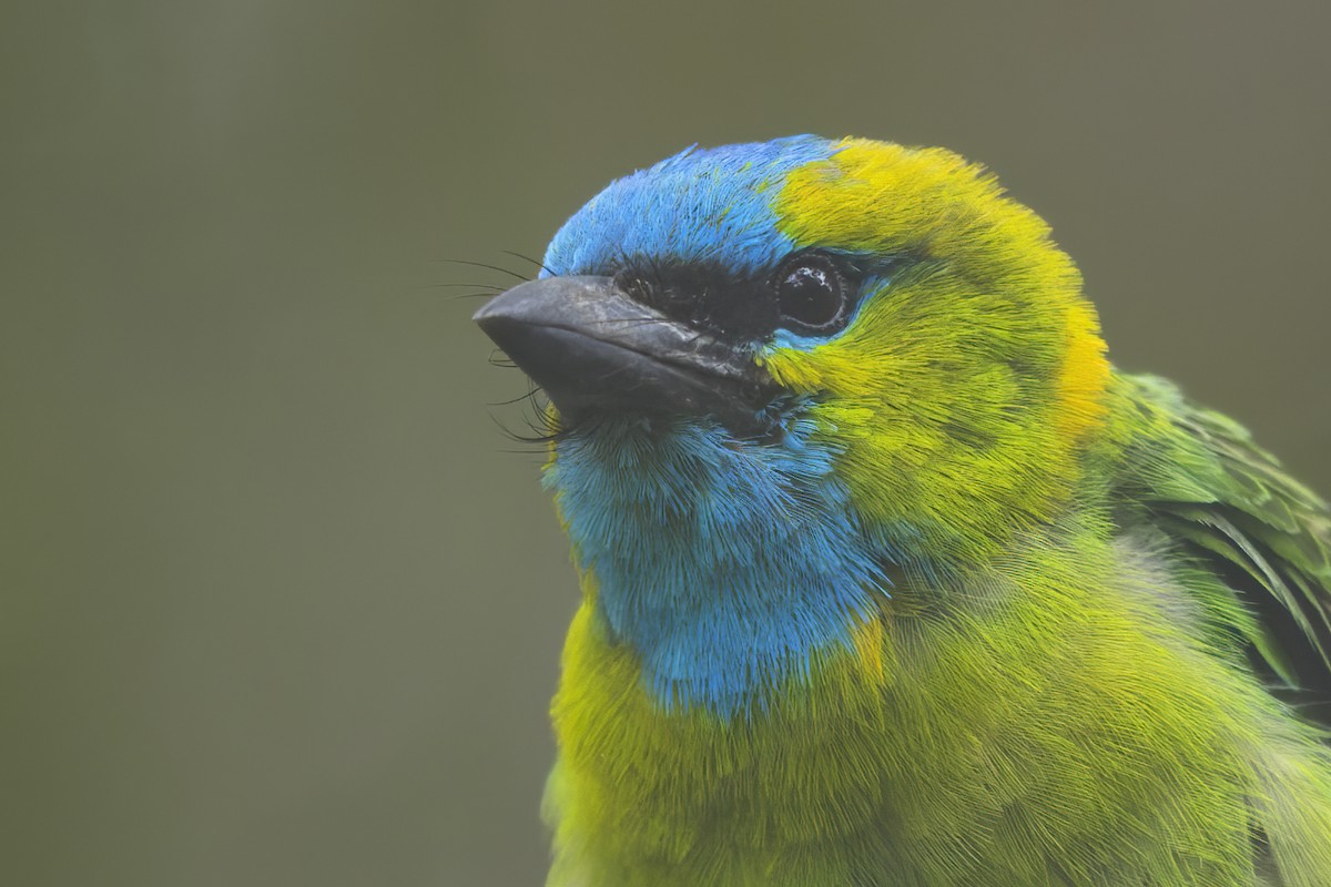 Golden-naped Barbet - ML614645317