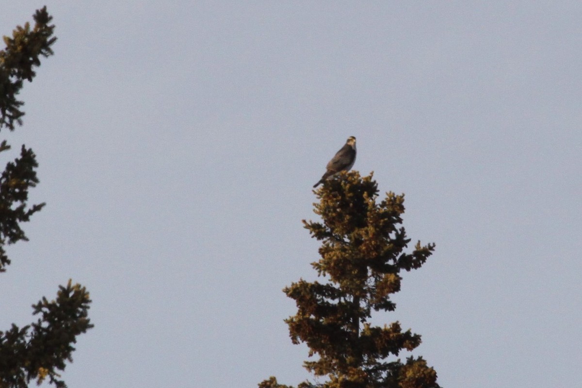 American Goshawk - Rick Hughes