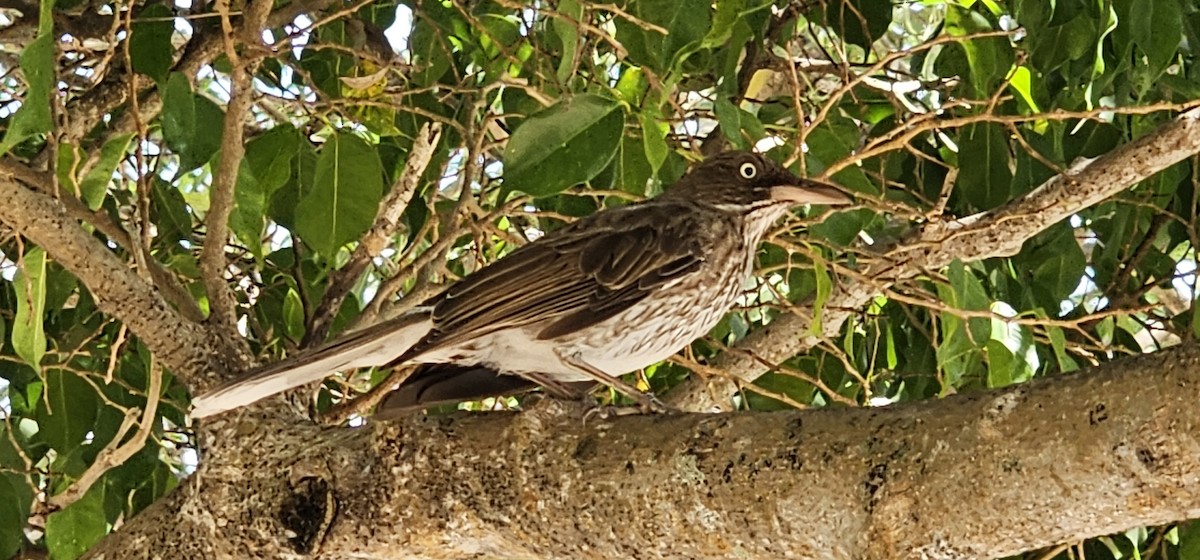 Pearly-eyed Thrasher - Brenda Johnson