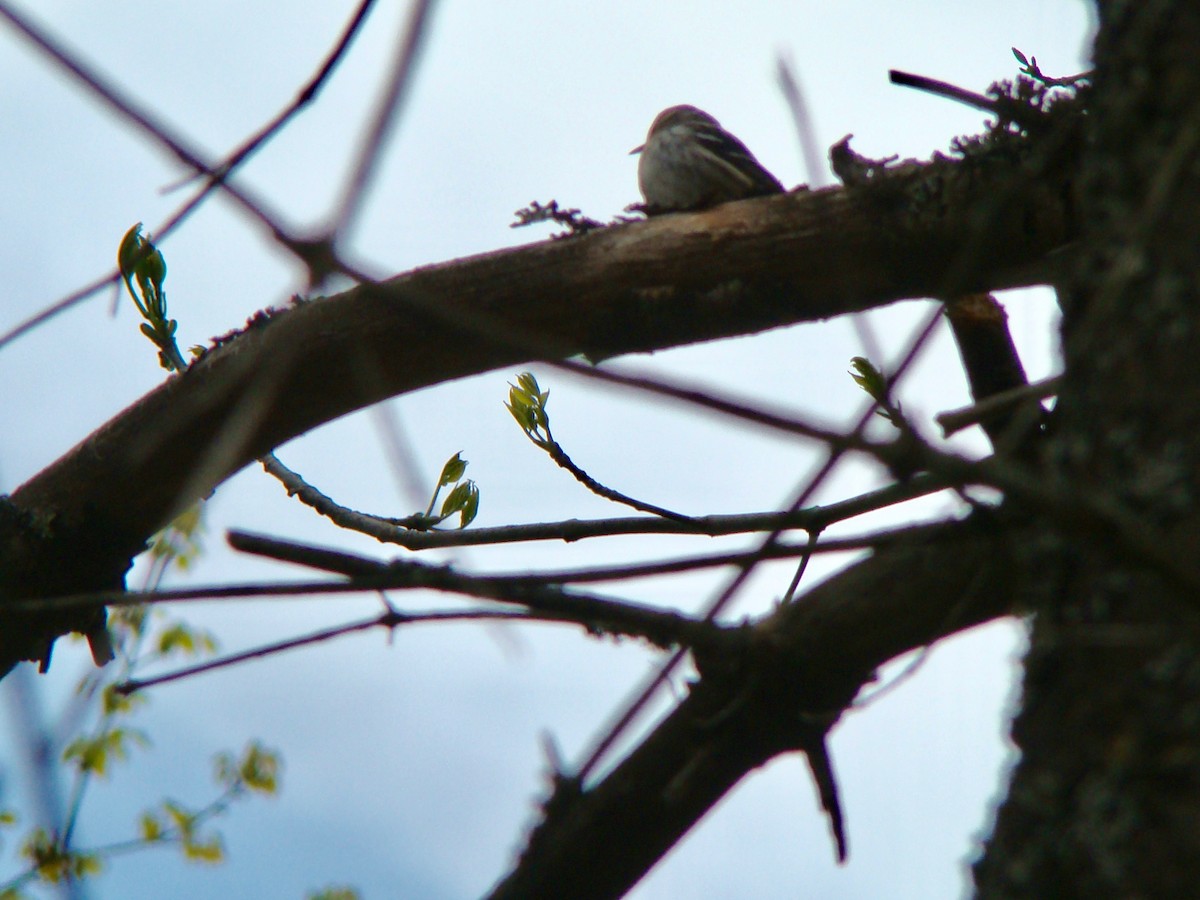 Cape May Warbler - ML614645495