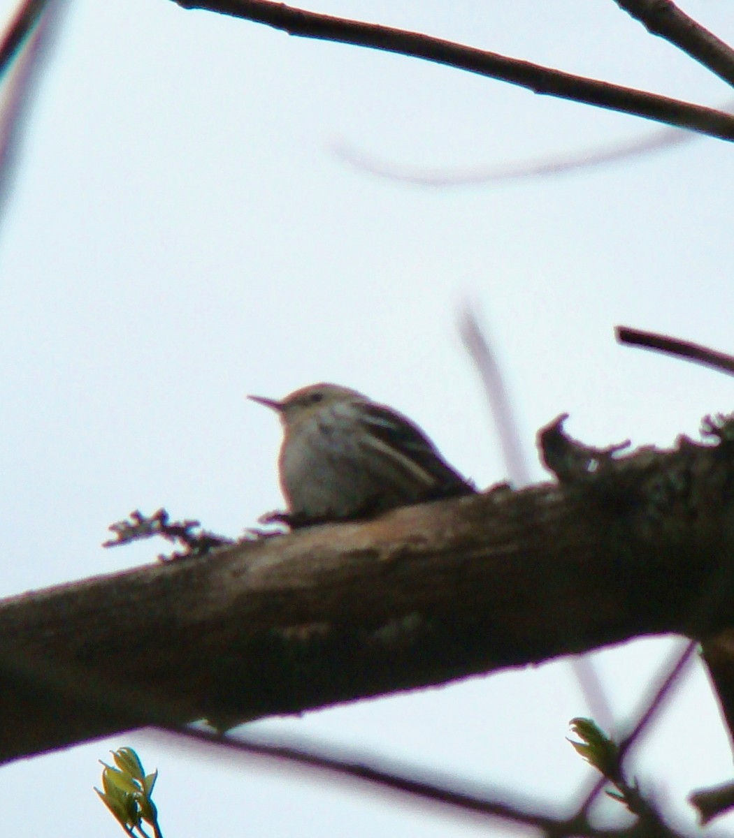 Cape May Warbler - ML614645496