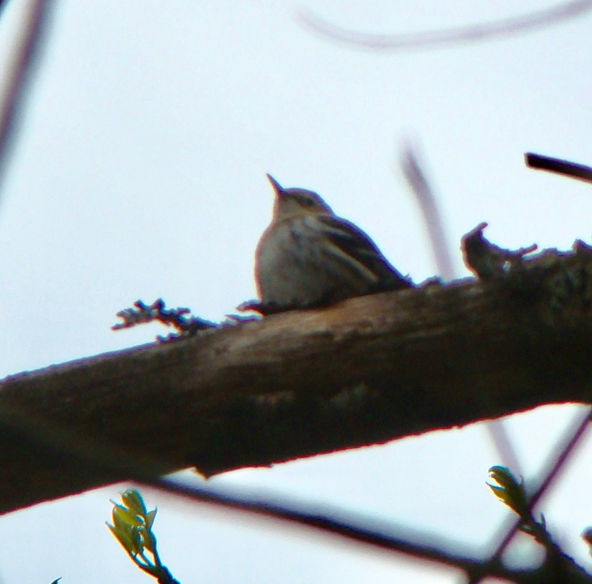 Cape May Warbler - ML614645498