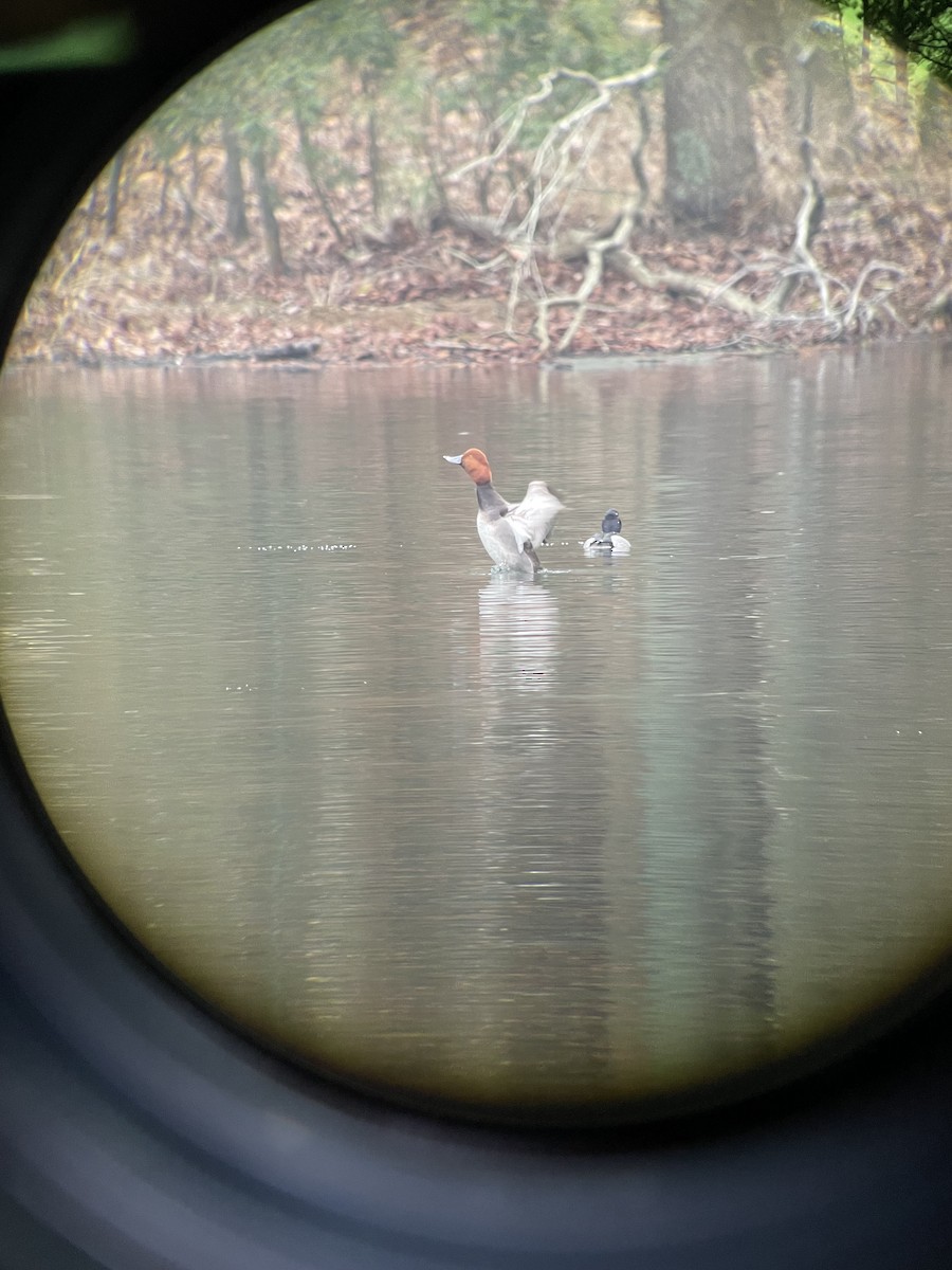 Redhead - ML614645507