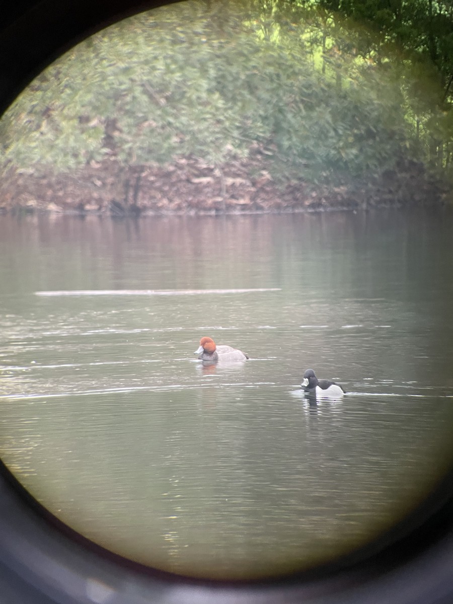 Redhead - ML614645508