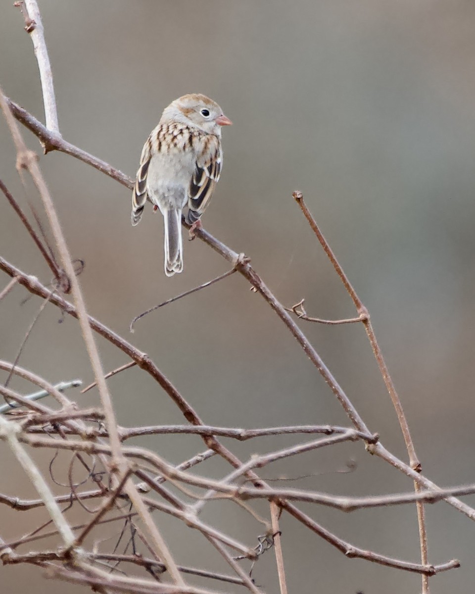 Field Sparrow - a tindell