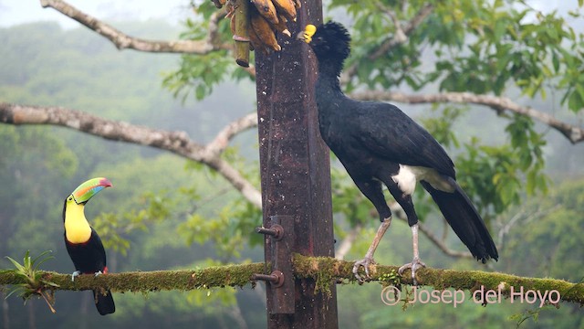 Keel-billed Toucan - ML614645534