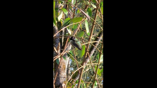 Costa's Hummingbird - ML614645615