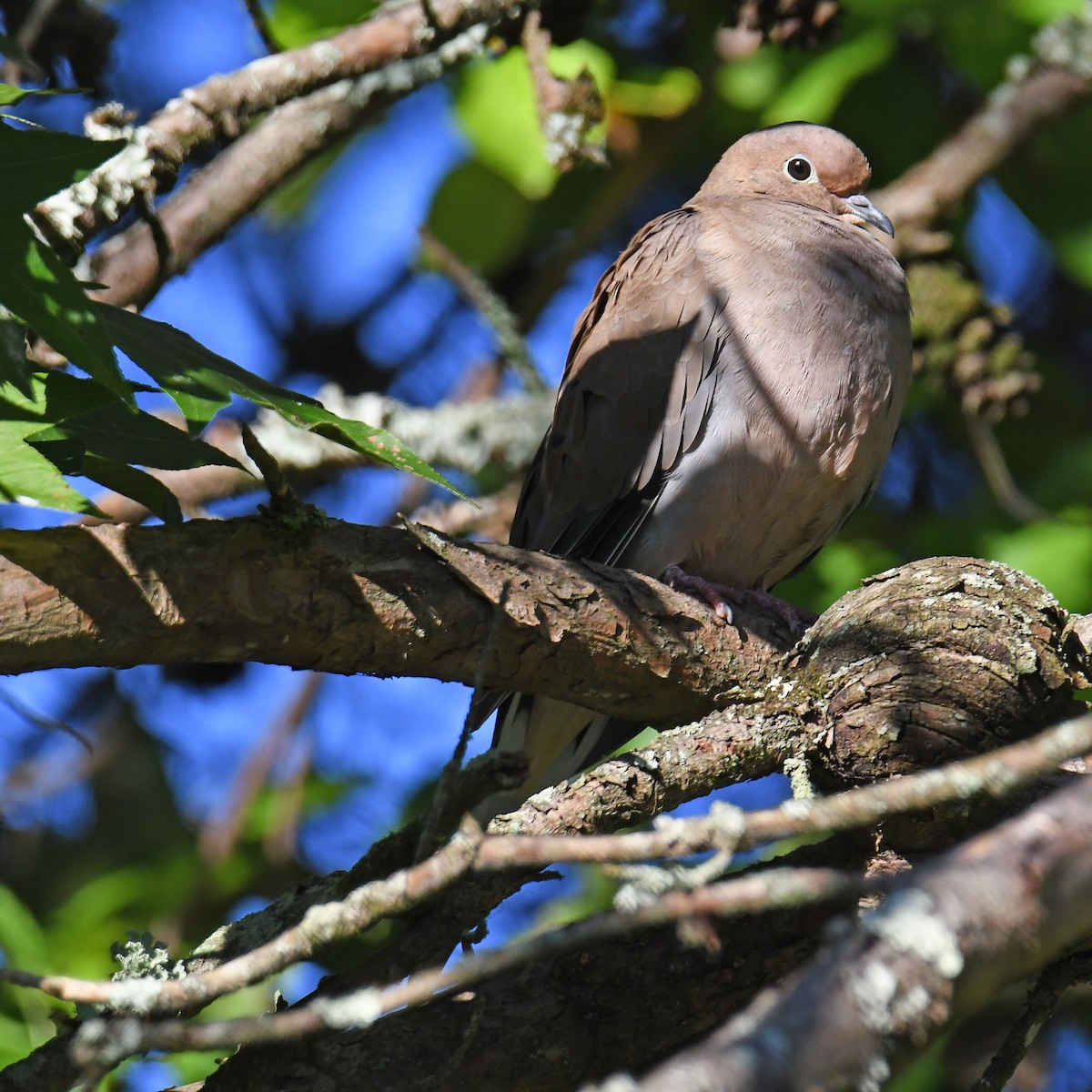 Mourning Dove - ML614645616