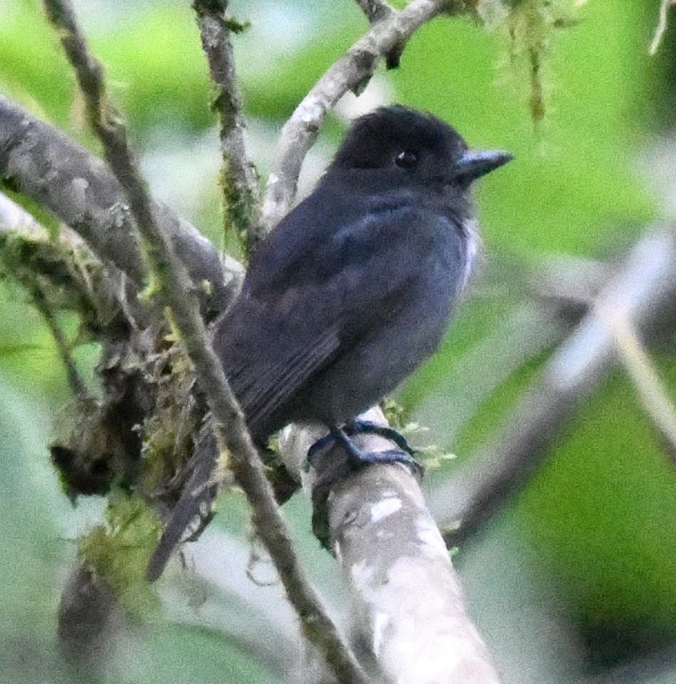 One-colored Becard - ML614645629