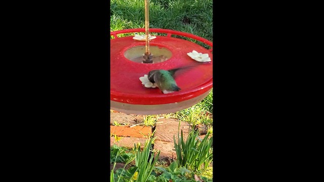 Costa's Hummingbird - ML614645641