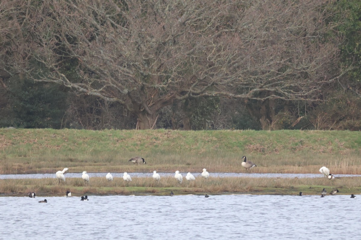 Eurasian Spoonbill - ML614645643