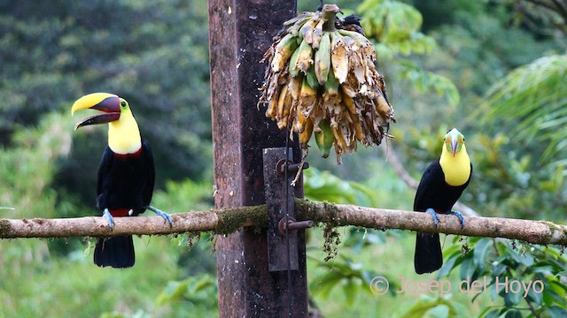 Toucan à carène - ML614645650