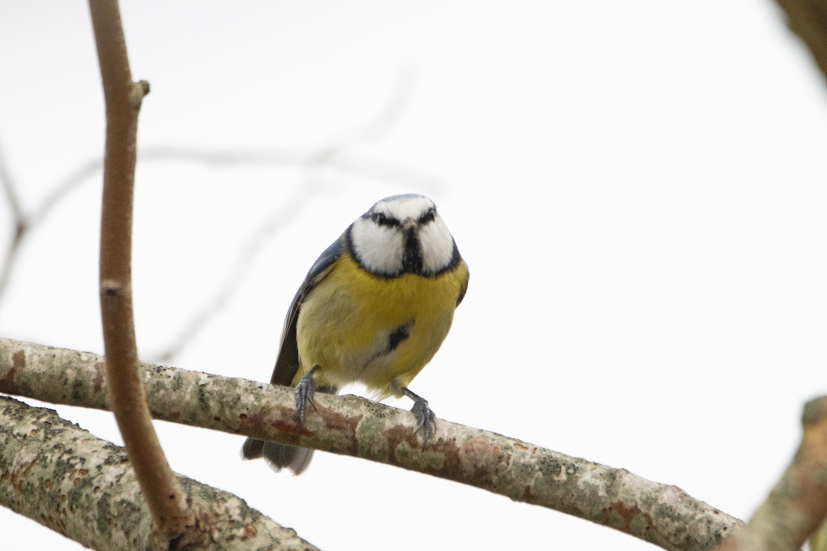 Eurasian Blue Tit - ML614645655