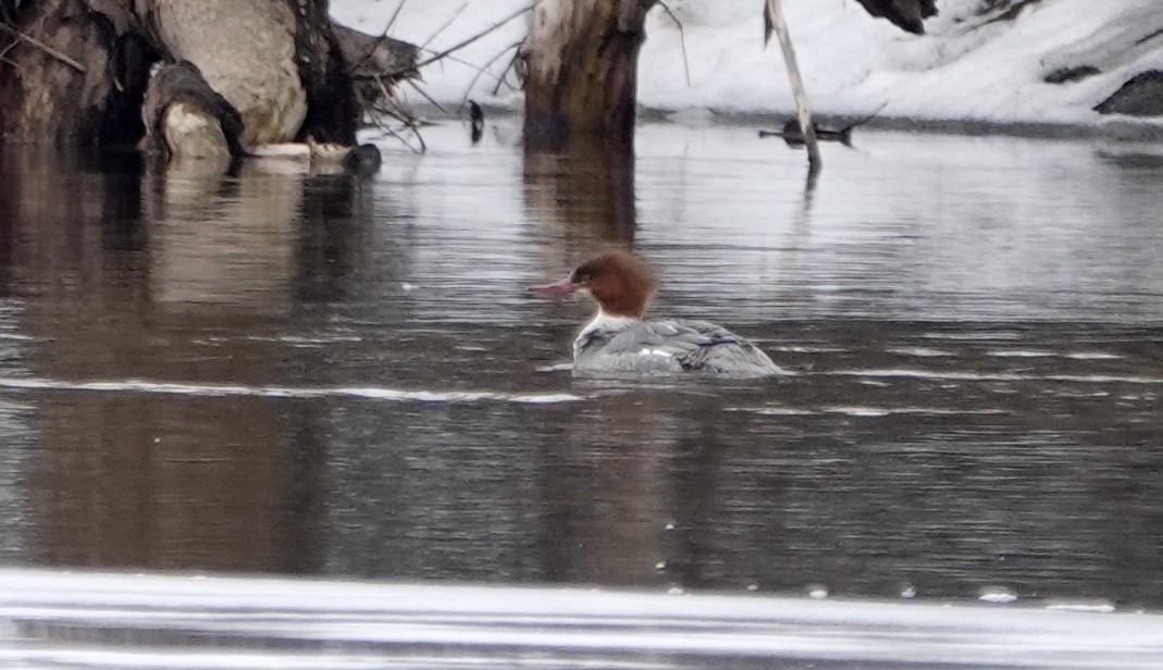 Хумхин бохио - ML614645682