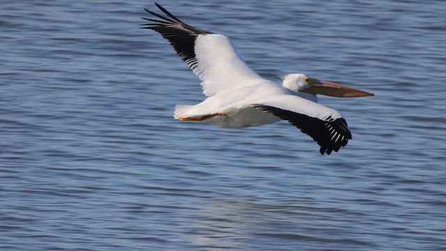 American White Pelican - ML614645686